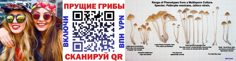 купить наркотики сайты  Орёл  Псилоцибиновые грибы прущие грибы 